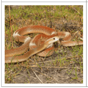 Австралия задания, тест австралия австралия вопросы и ответы, животные австралии задания, викторина по австралии